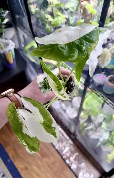 plant/0898 pink back longiloba-0-thumbnail