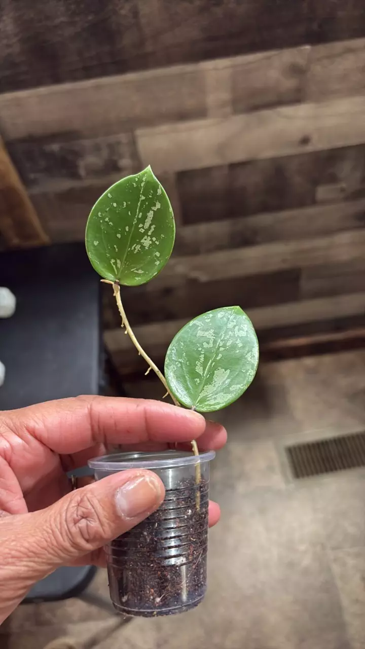 Verticillada Heart thumbnail