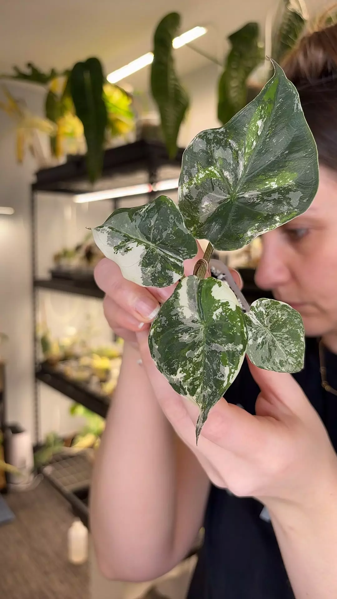 wentii pink 869 thumbnail