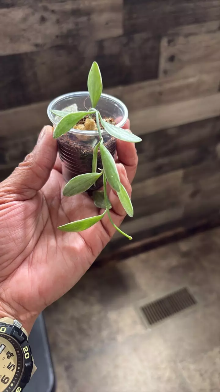 Dischidia Oiantha thumbnail