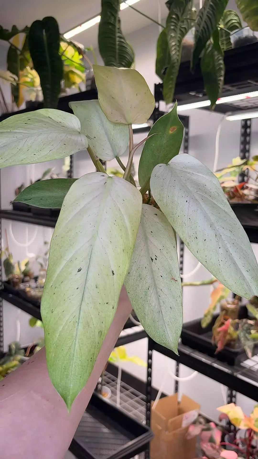 whipple way 811 thumbnail