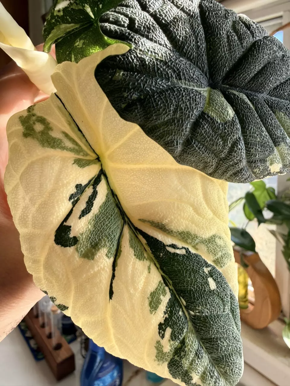 Melo Albo CORMS thumbnail