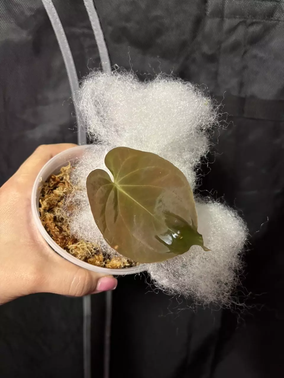 0753 BVEP round clone Granthuriums thumbnail