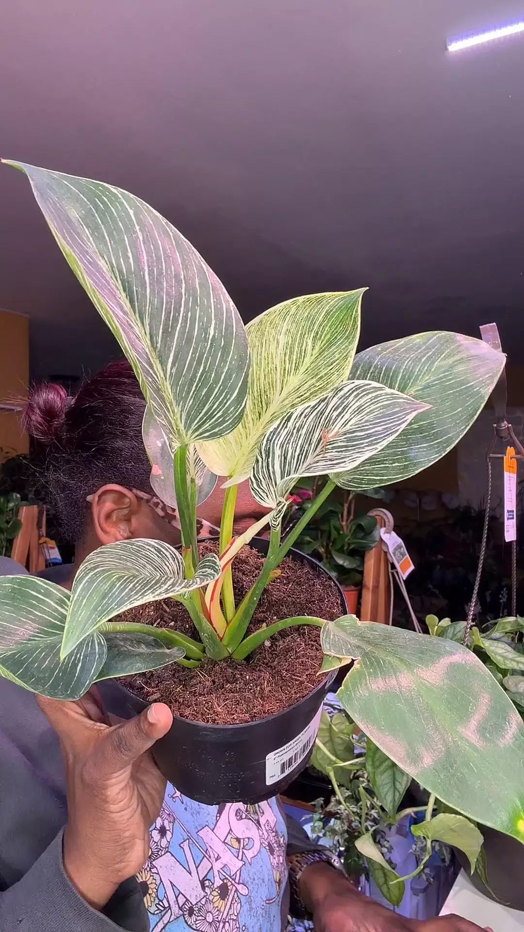 Philodendron Birkin thumbnail