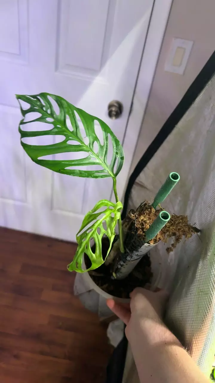 adansonii "Double Windows" thumbnail