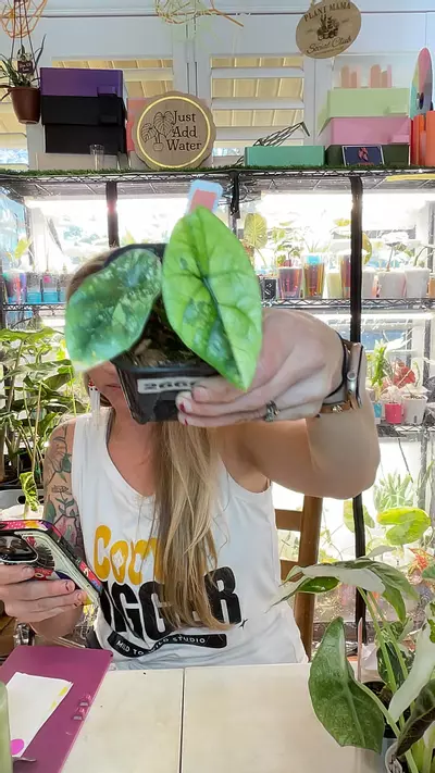 plant/2669 Albo Sinuata-0-thumbnail