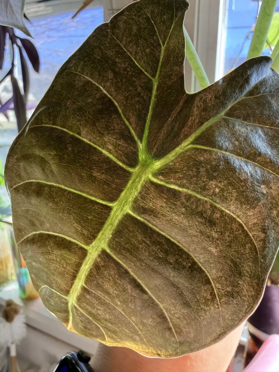 Golden Bone Pink Splash CORMS thumbnail