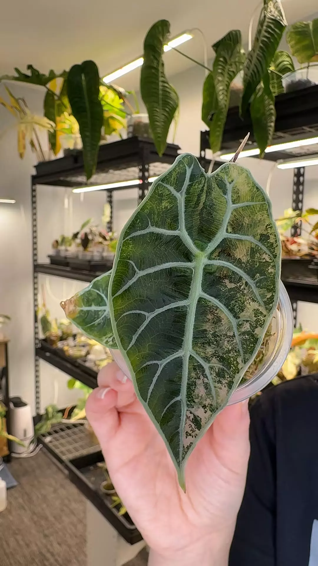 870 watsoniana pink thumbnail