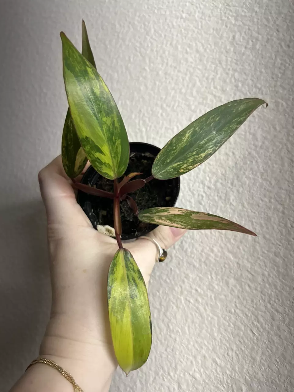 Philo Strawberry Shake thumbnail