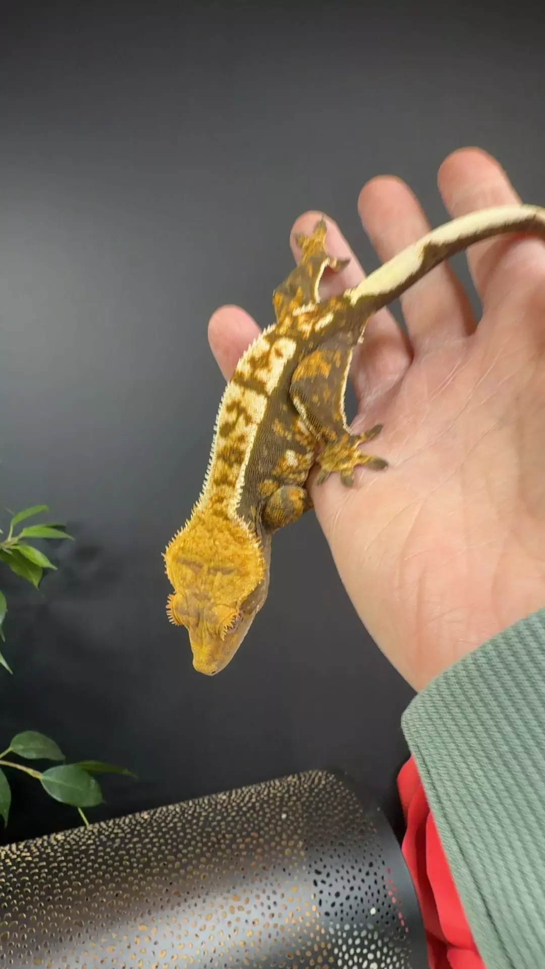 36g gecko rm female moonstar x silhouette thumbnail