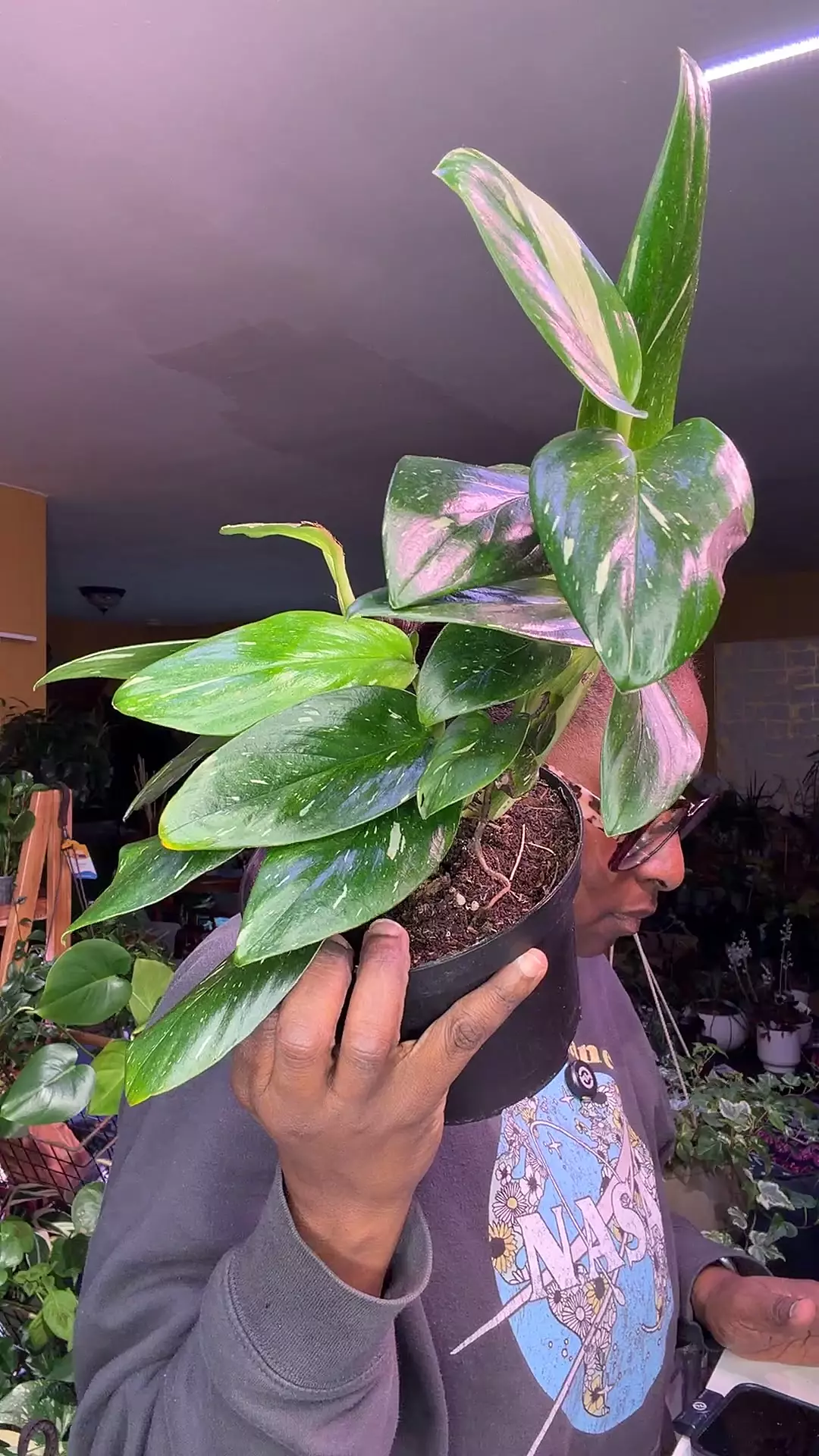 Monstera Corba thumbnail