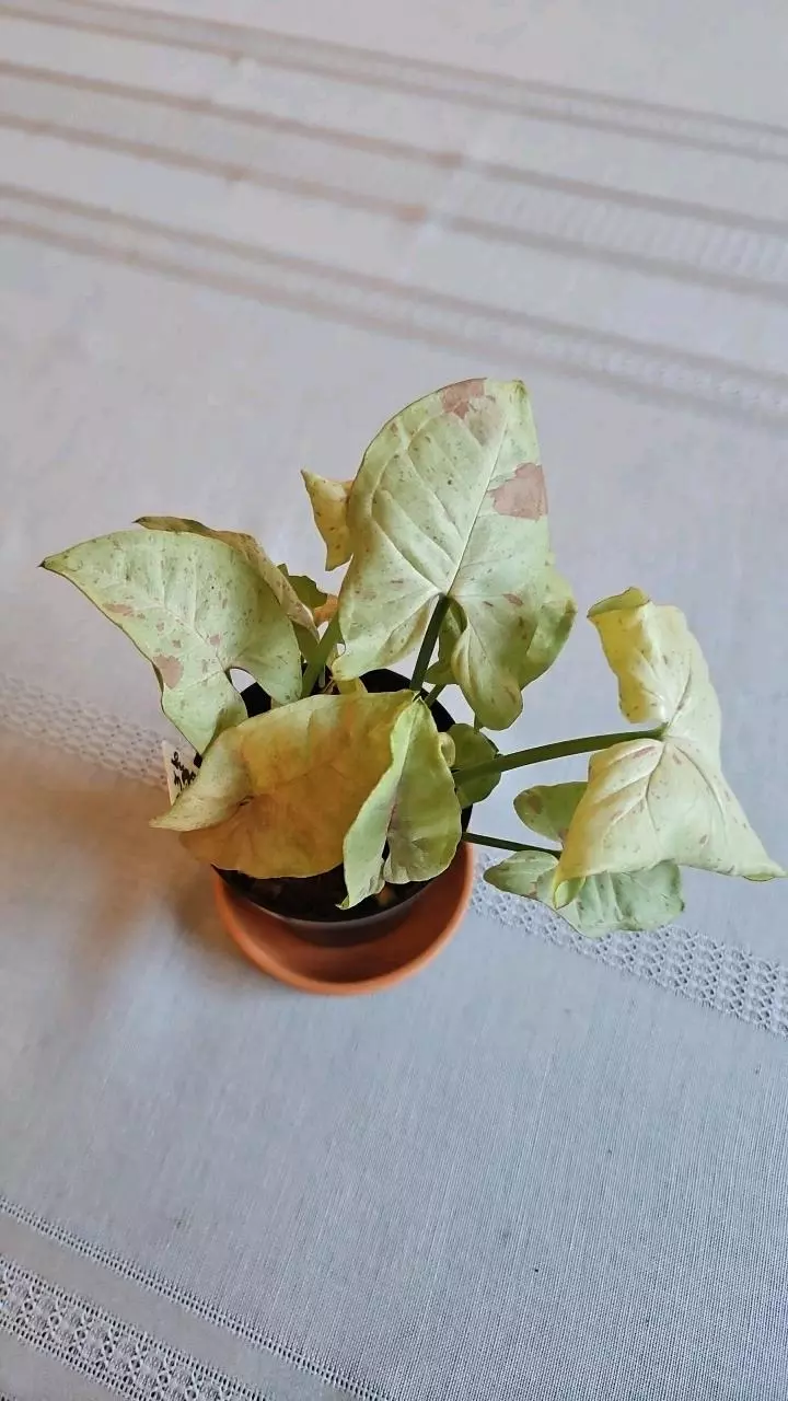 Syngonium Milk Confetti thumbnail