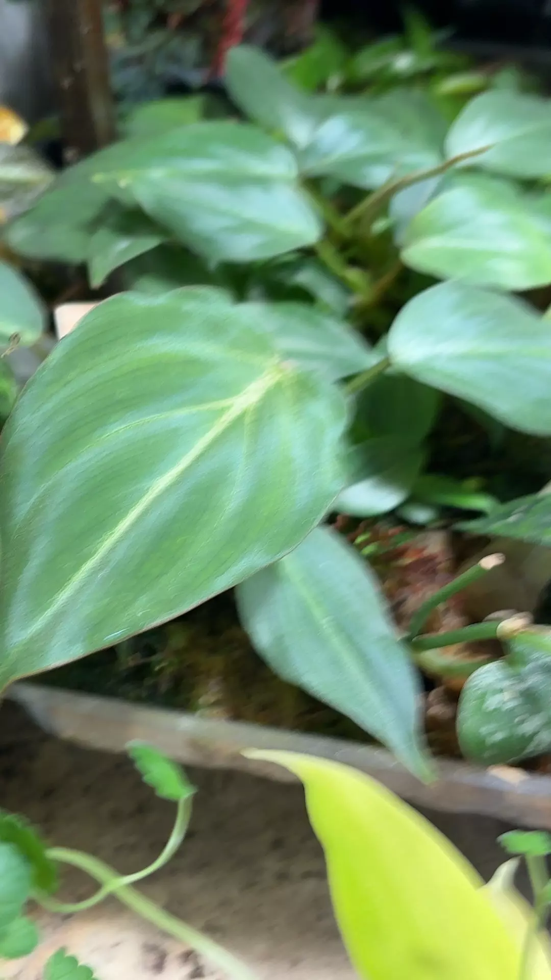 gloriasum pink back thumbnail