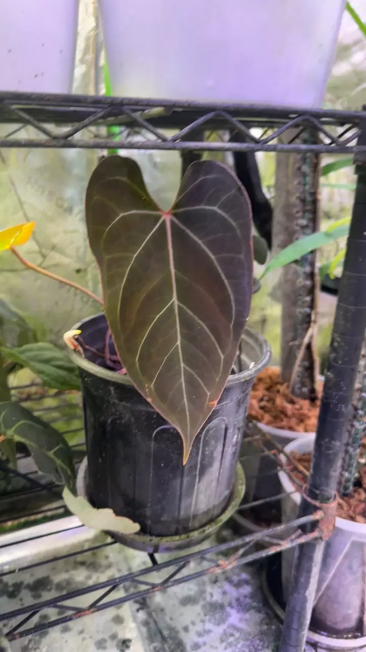 FTG x Dorito Port thumbnail