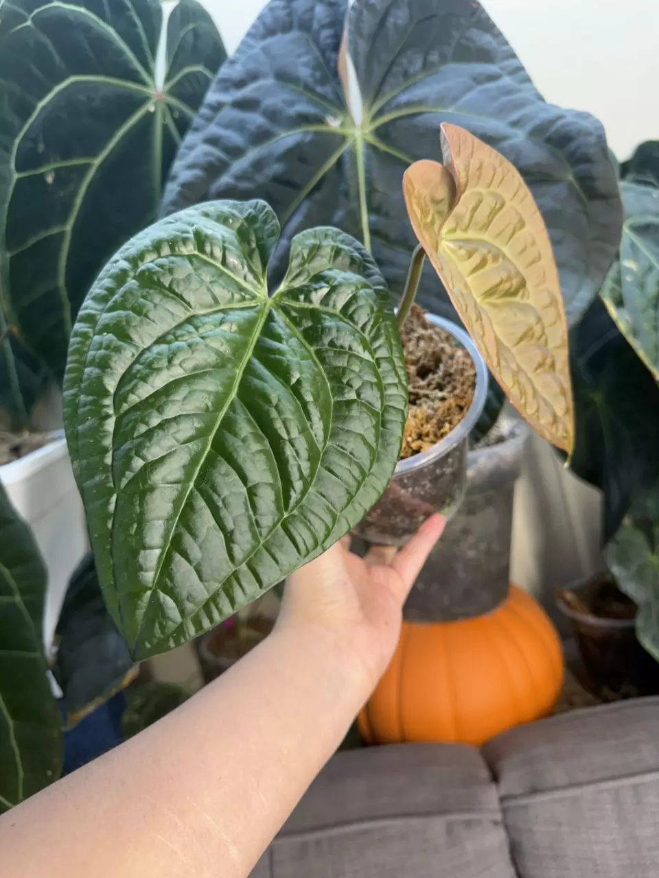 Anthurium Raven Soul (offset) thumbnail