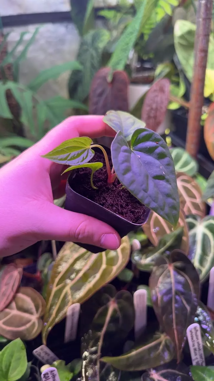 (pap x splendidum) x Supernova (dress x bvep) thumbnail