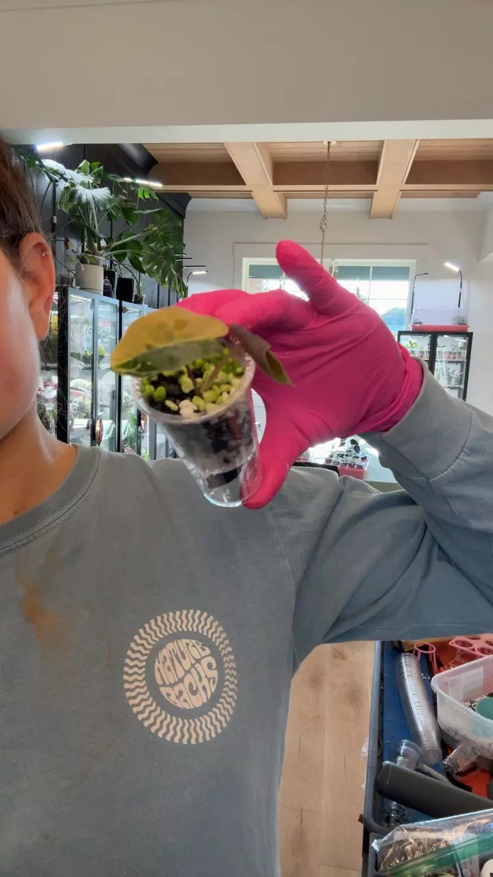 pseudo Aurea pup thumbnail