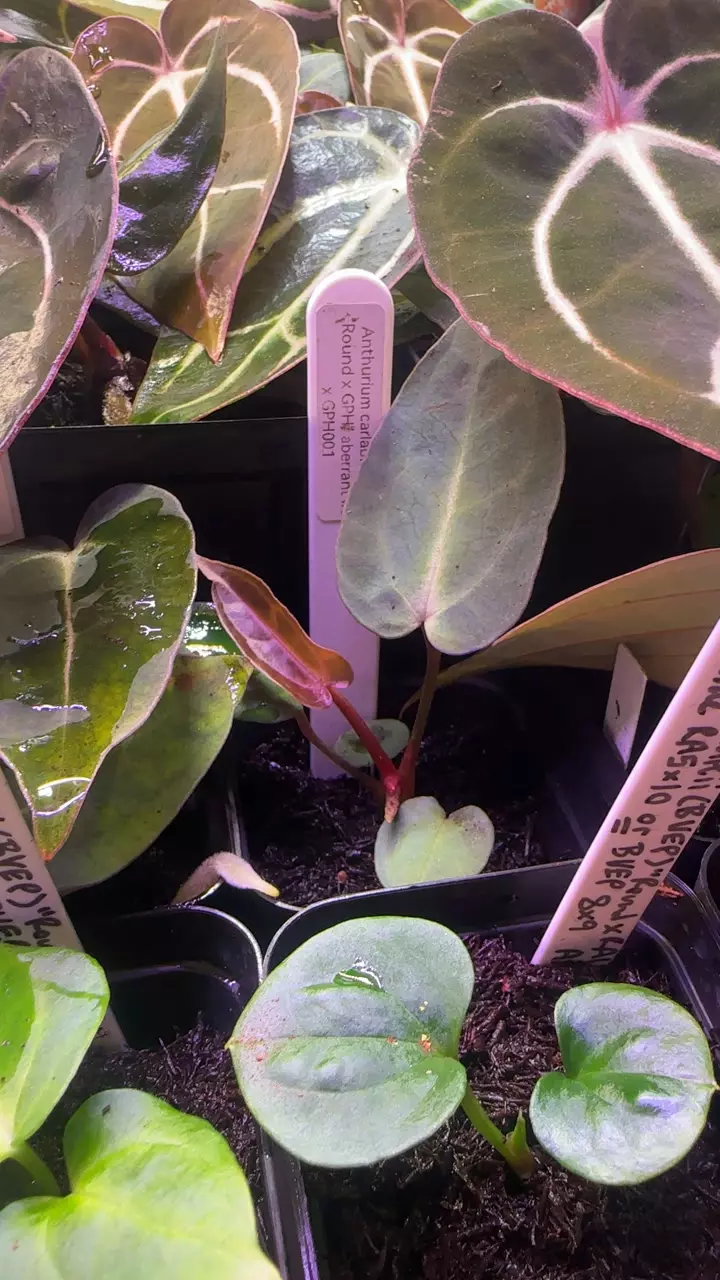 carla "Round x GPH" aberrant #2 x GPH001 thumbnail