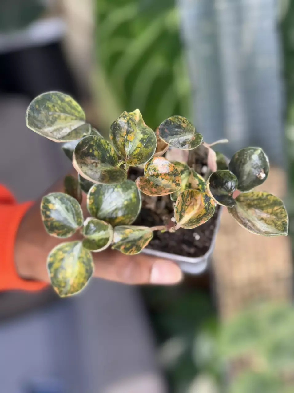 Peperomia metallica 'Creme Brulee' thumbnail