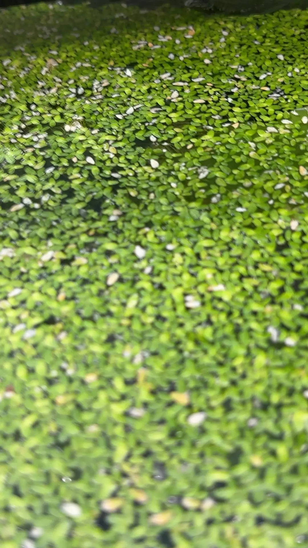 duckweed large container thumbnail