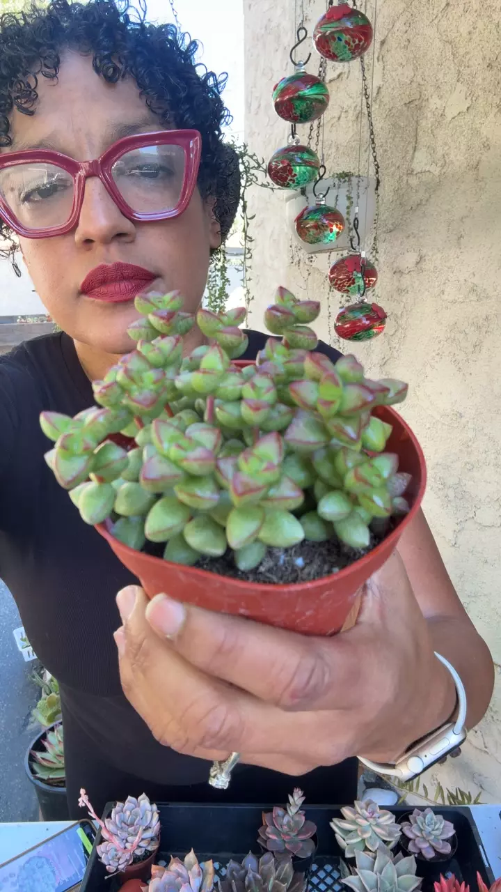 crassula repestris thumbnail