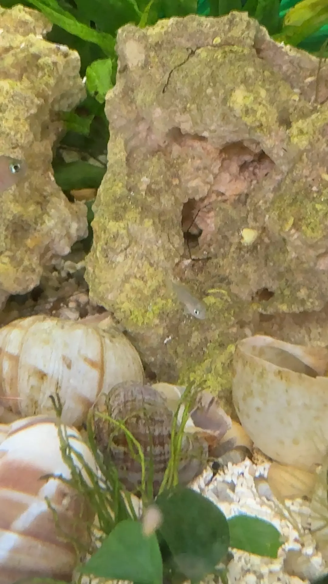 multis shelldweller thumbnail