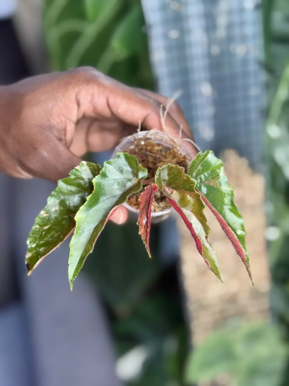 Pink Variegated Ginny Galaxy Begonia thumbnail