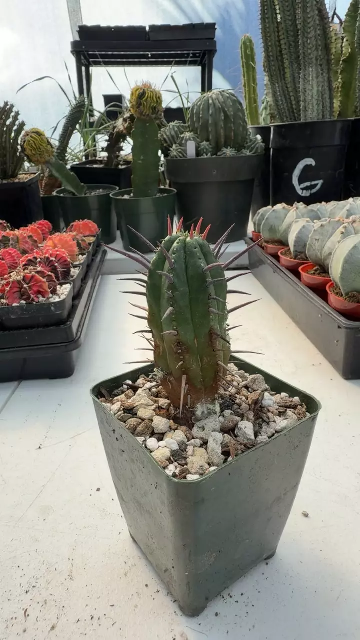 EUPHORBIA FEROX thumbnail