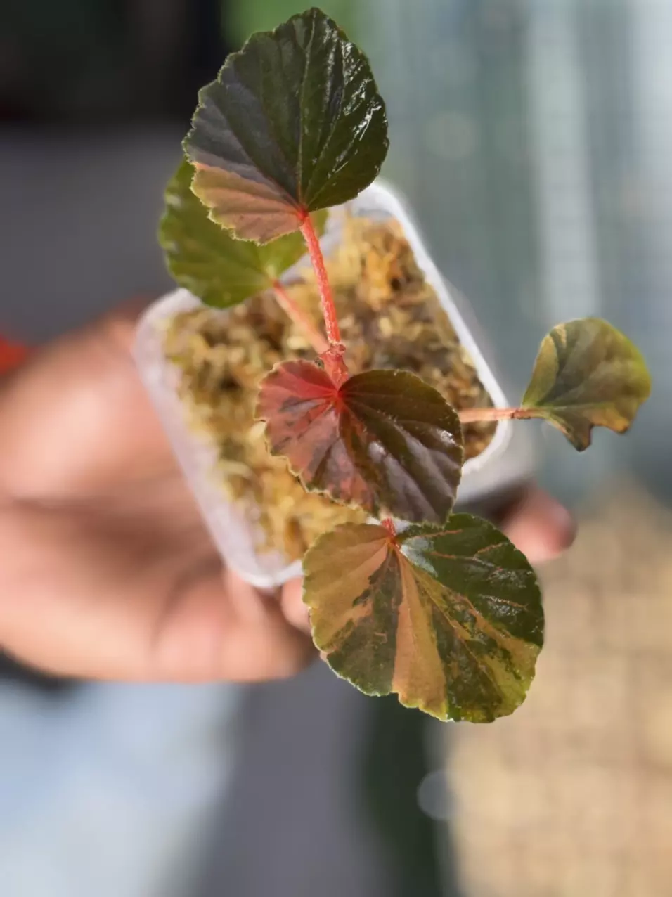 Begonia Cucullata Aurea thumbnail