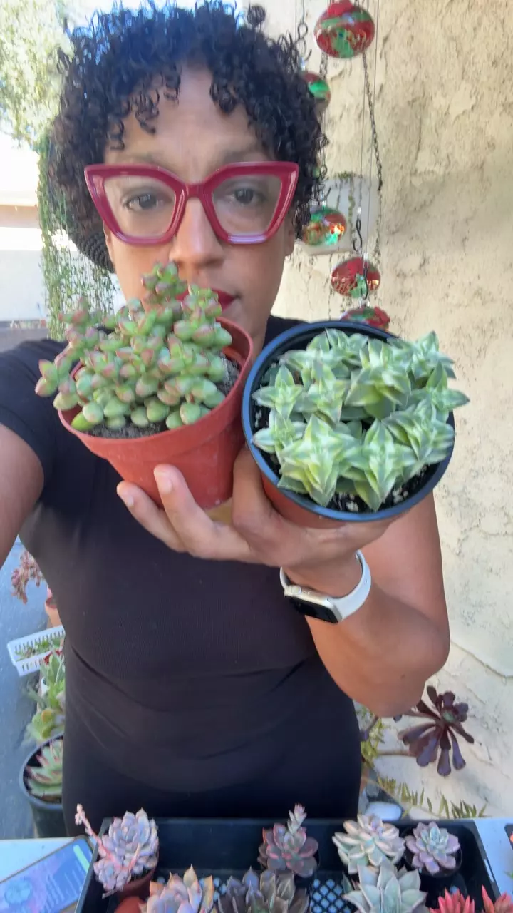 Crassula combo thumbnail