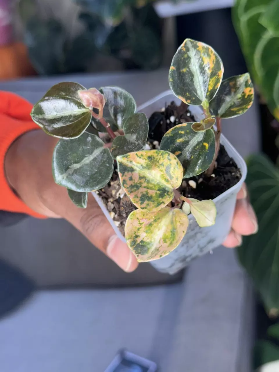 Peperomia metallica 'Creme Brulee' thumbnail