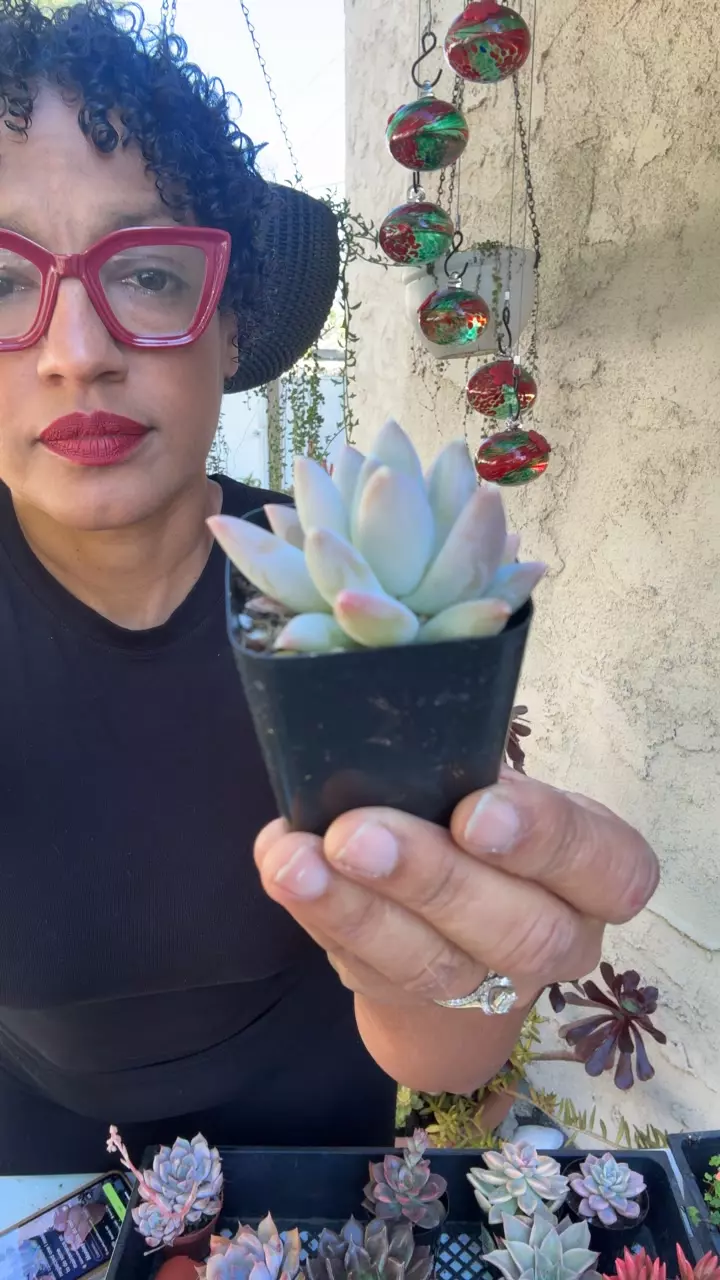 Pachyveria ángel toes thumbnail