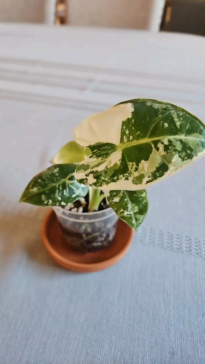 Alocasia Frydek variegated thumbnail