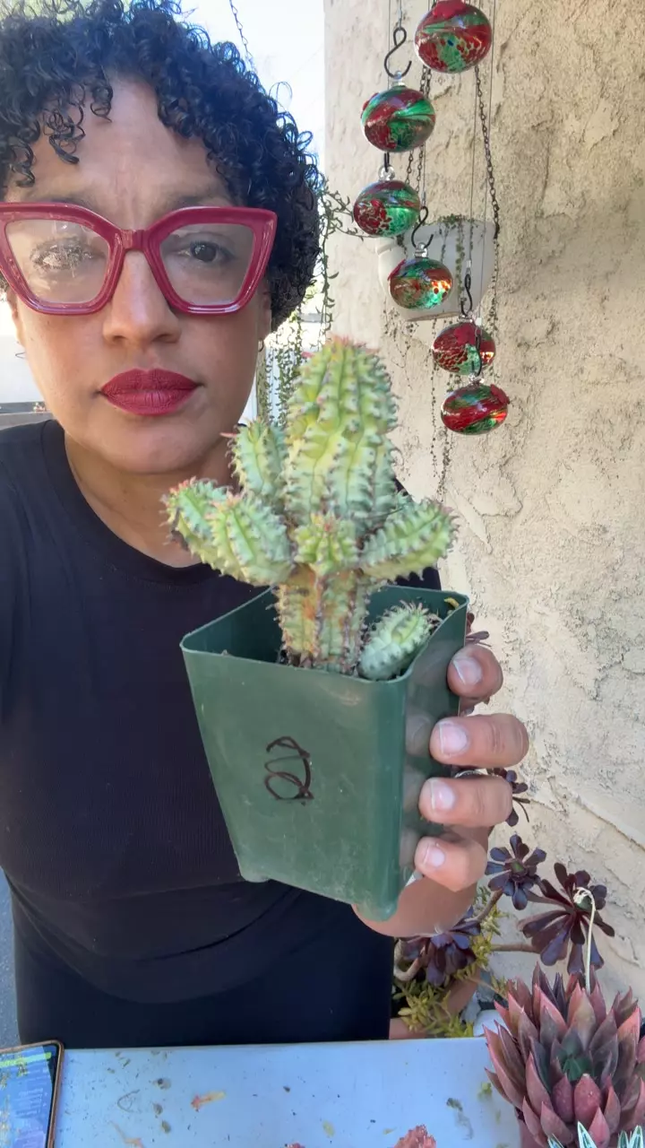 v corn cob thumbnail