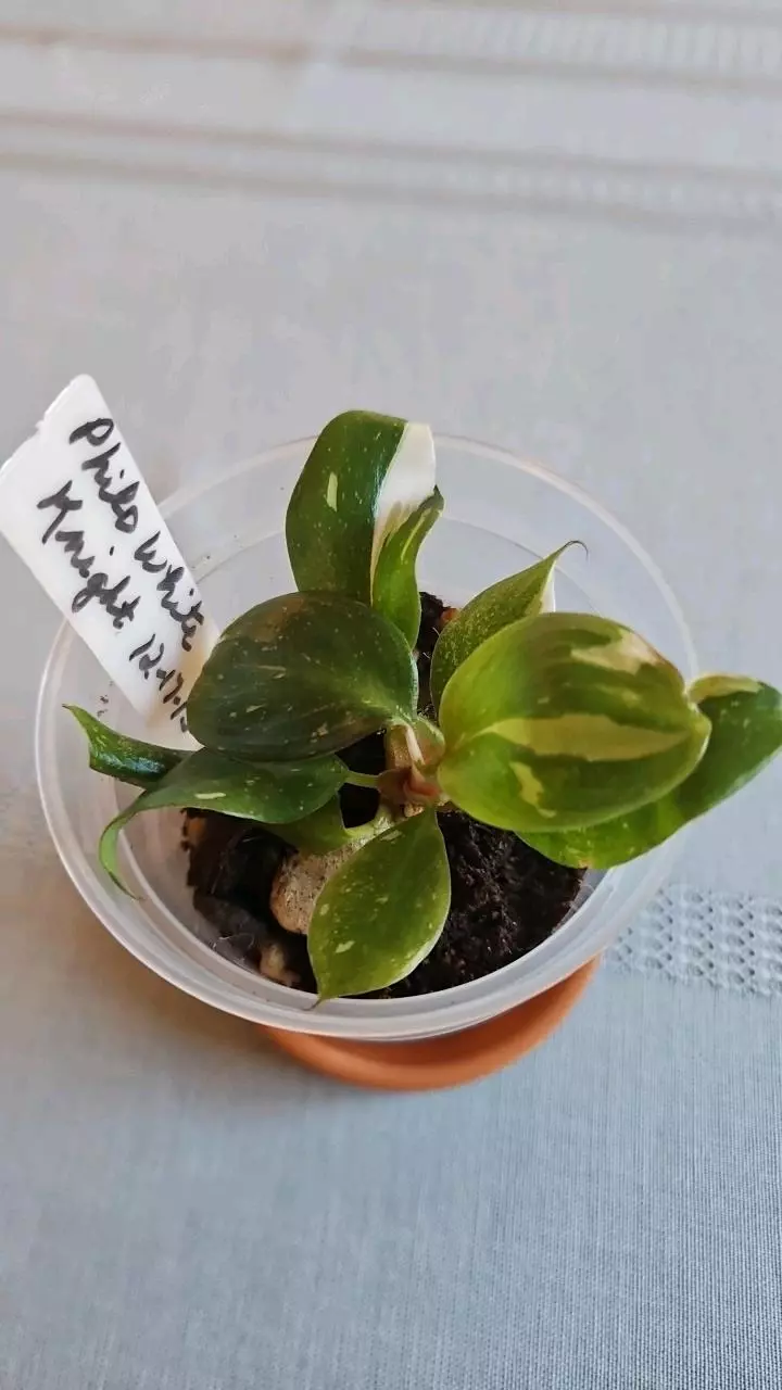 Philodendron White Knight thumbnail
