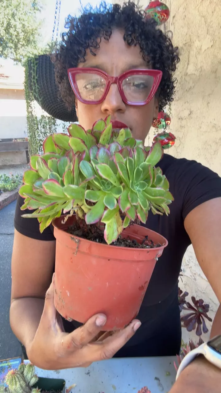 6 in aeonium cluster thumbnail