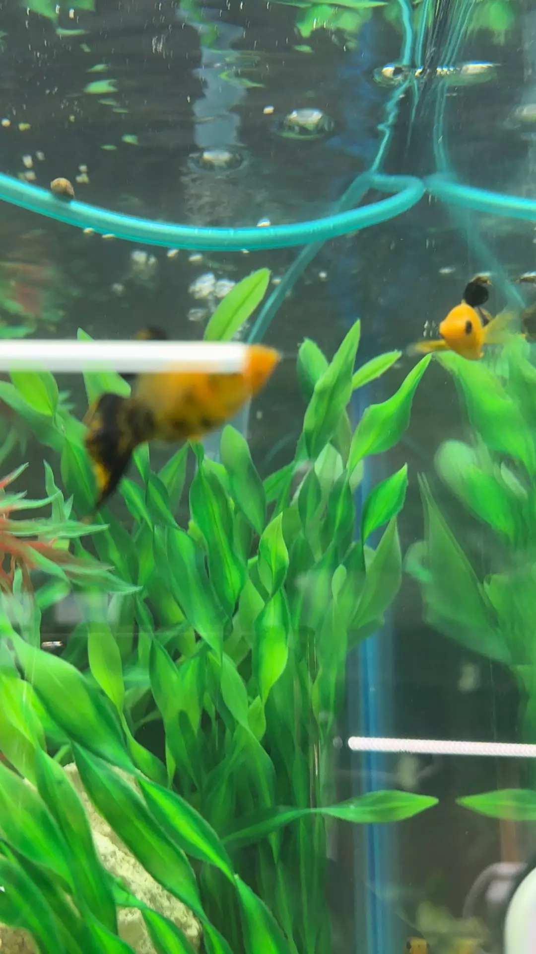 gold dust mollies thumbnail