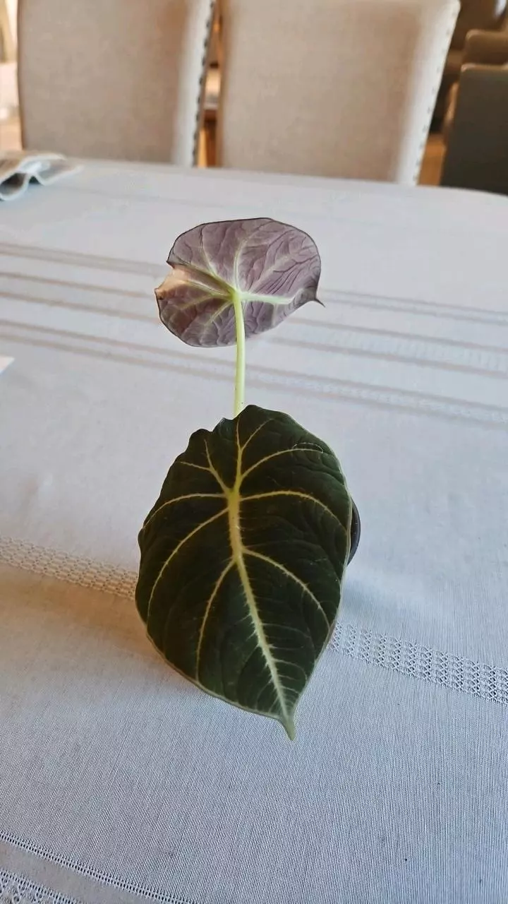 Alocasia Black Velvet thumbnail