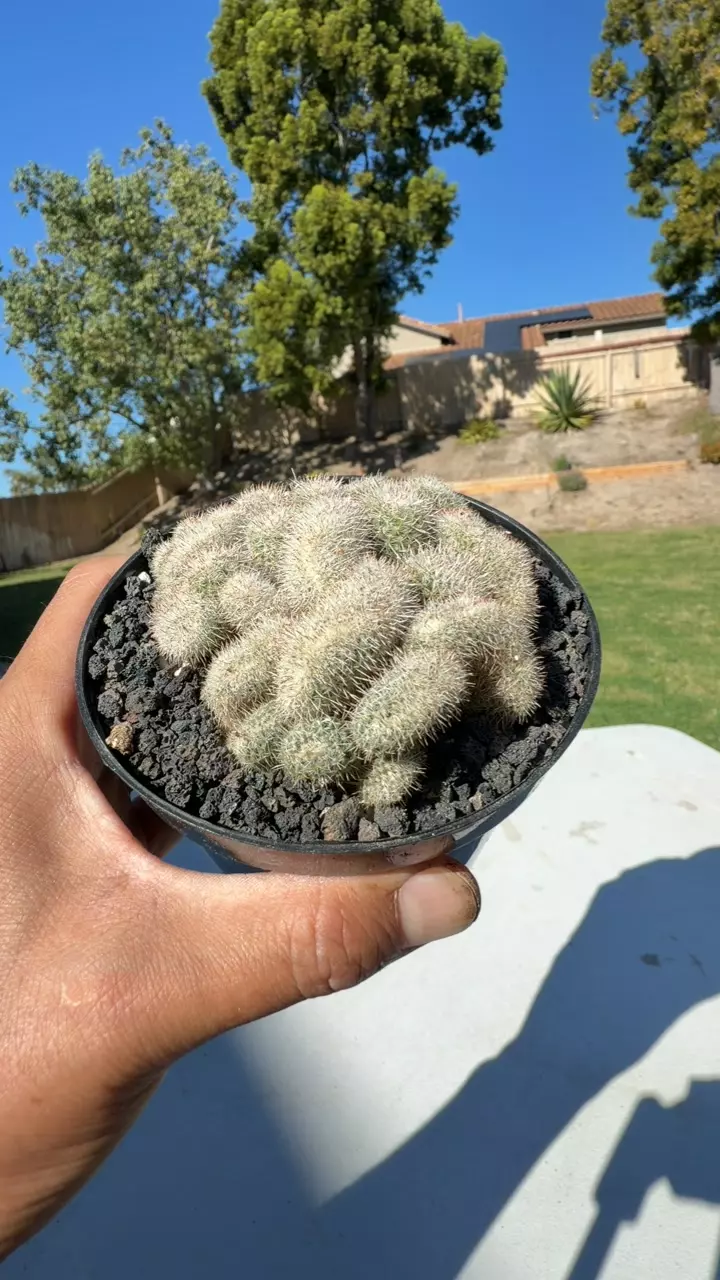 Mammillaria Matudae Crest thumbnail