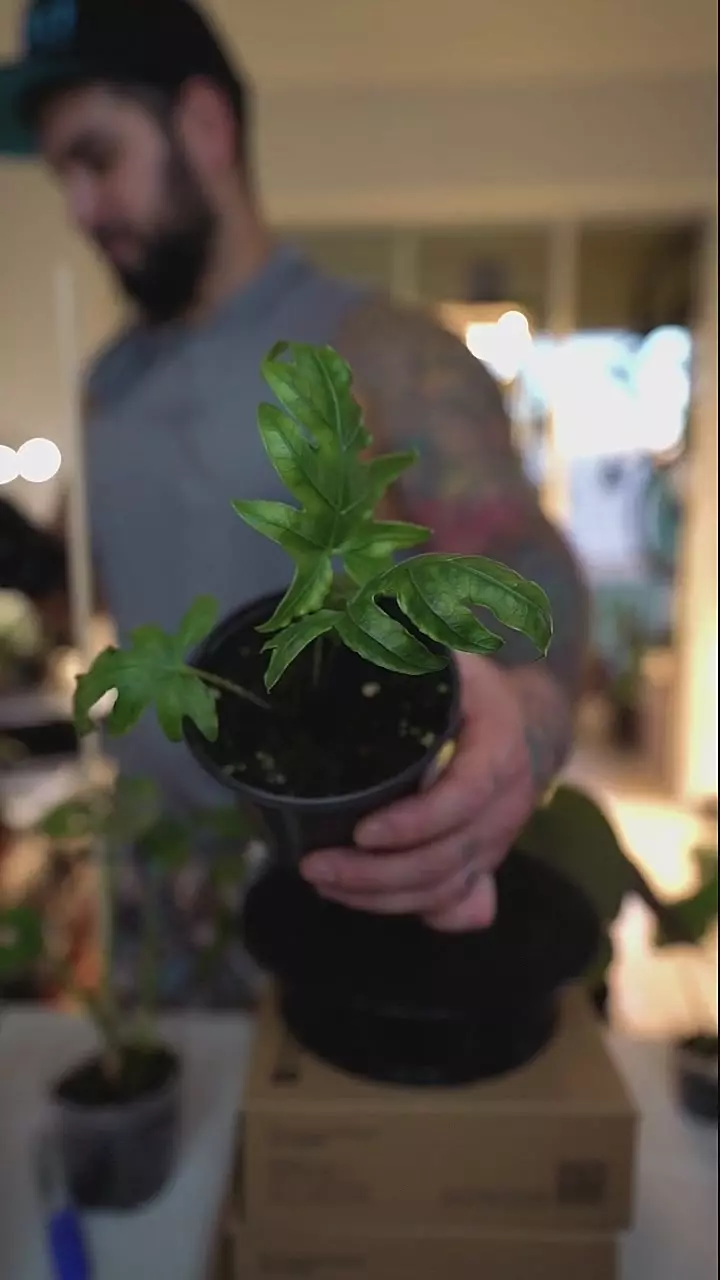 Alocasia Brancifolia 4in thumbnail