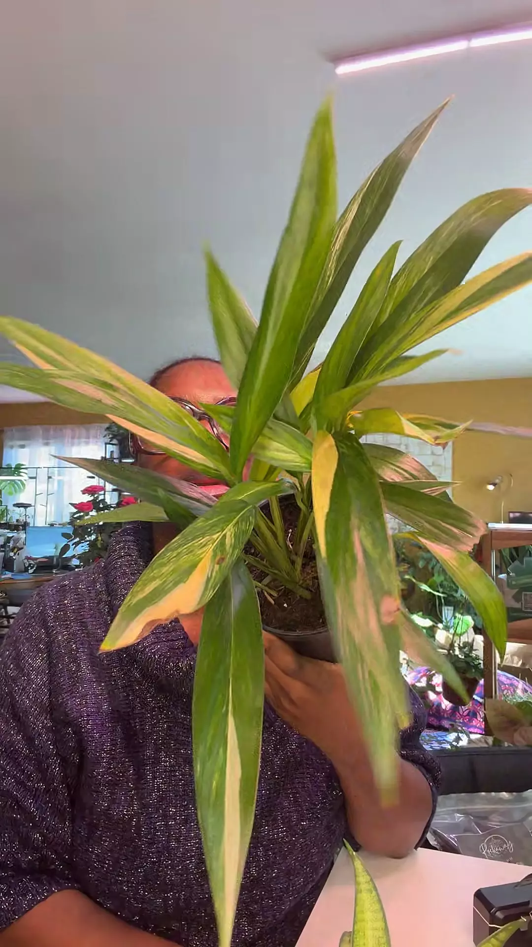 Pothos Silver Streak thumbnail