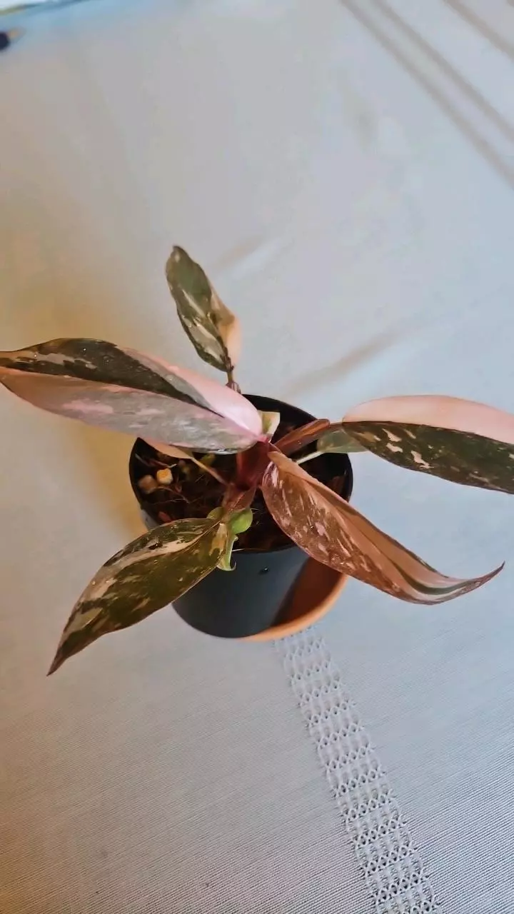 Pink Princess Marble thumbnail