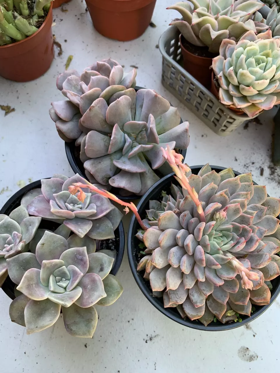 purple trío thumbnail