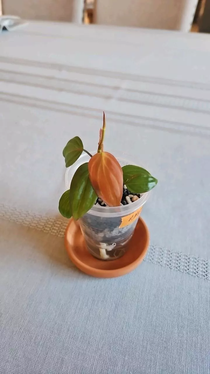 Philodendron Micans thumbnail