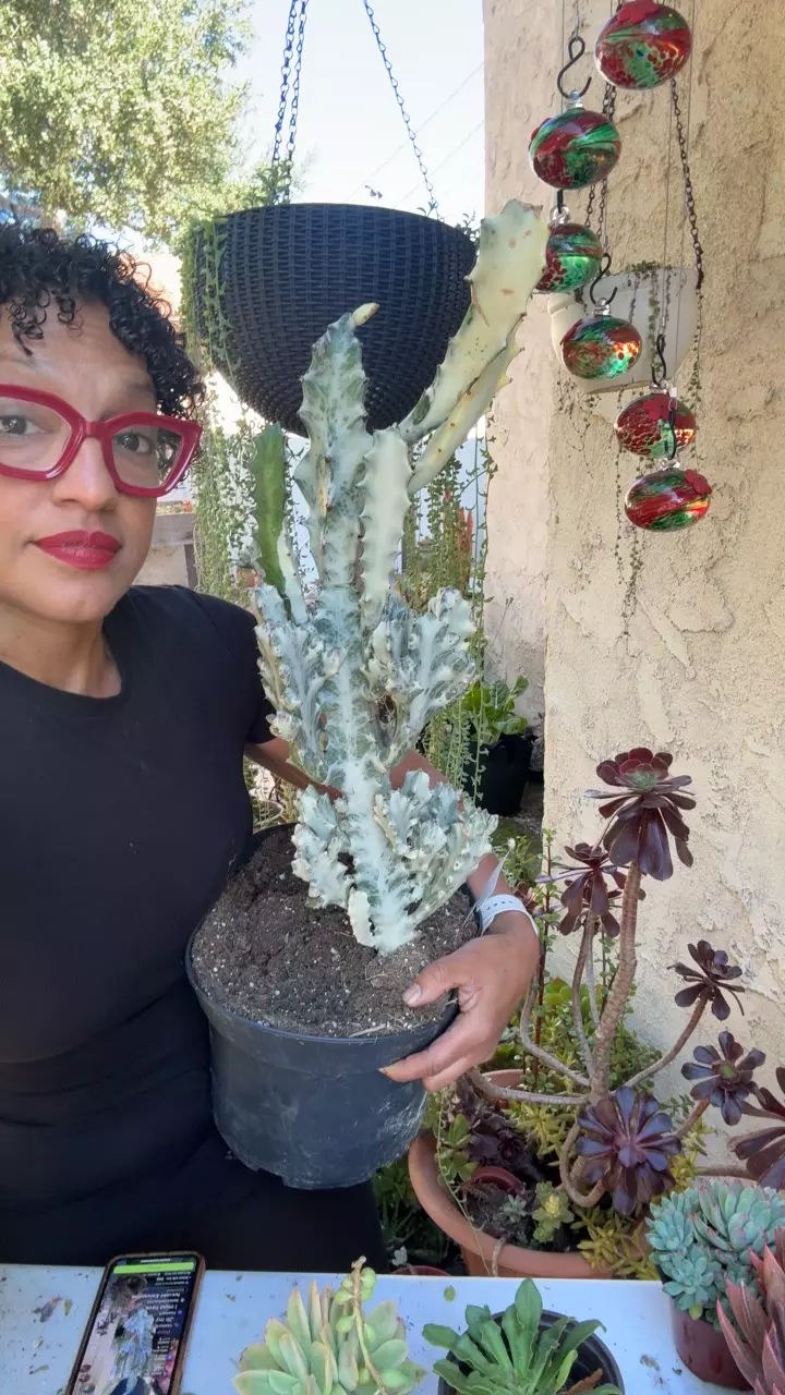 xl ghost euphorbia thumbnail