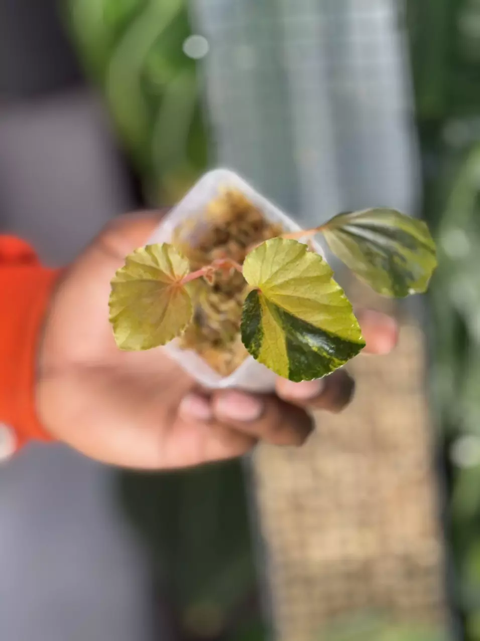 Begonia Cucullata Aurea thumbnail