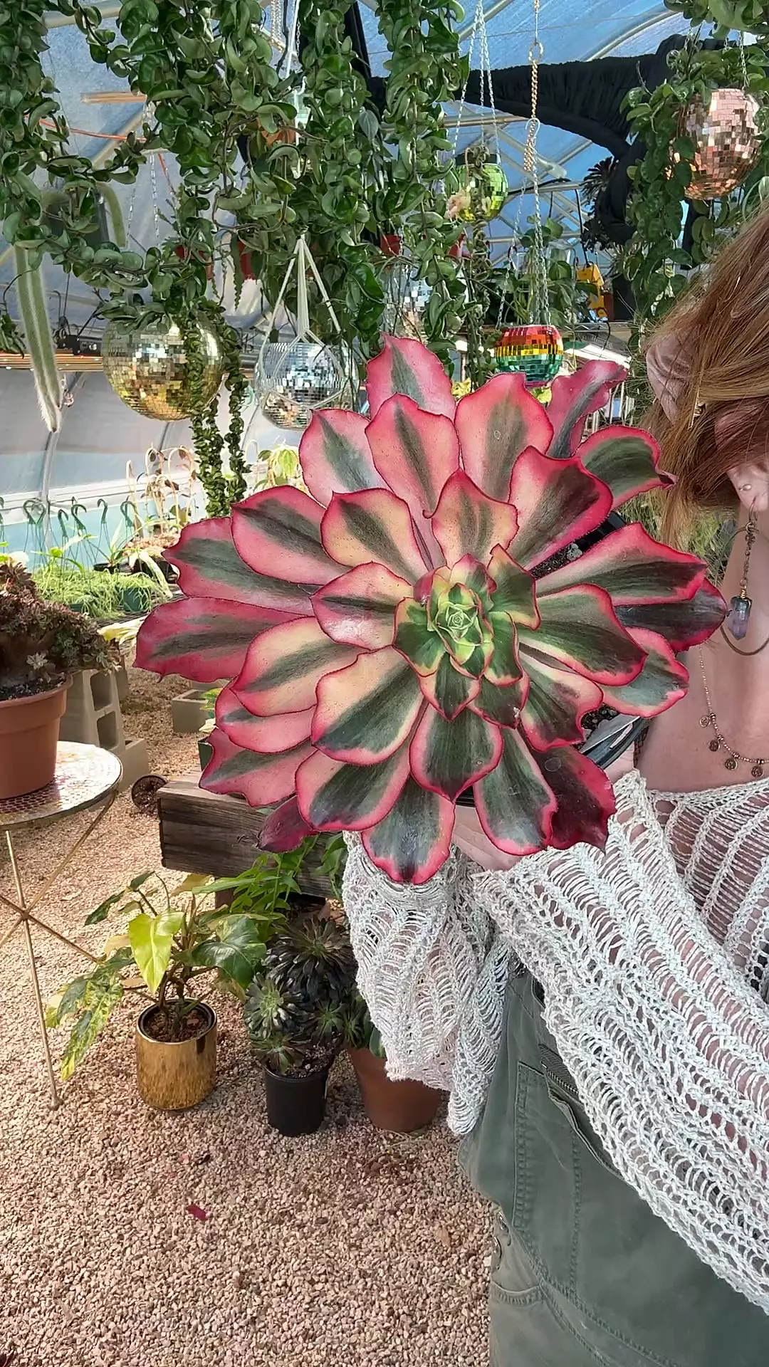 8399: Aeonium Phantom thumbnail