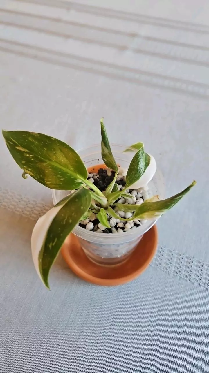 Philodendron White Princess thumbnail