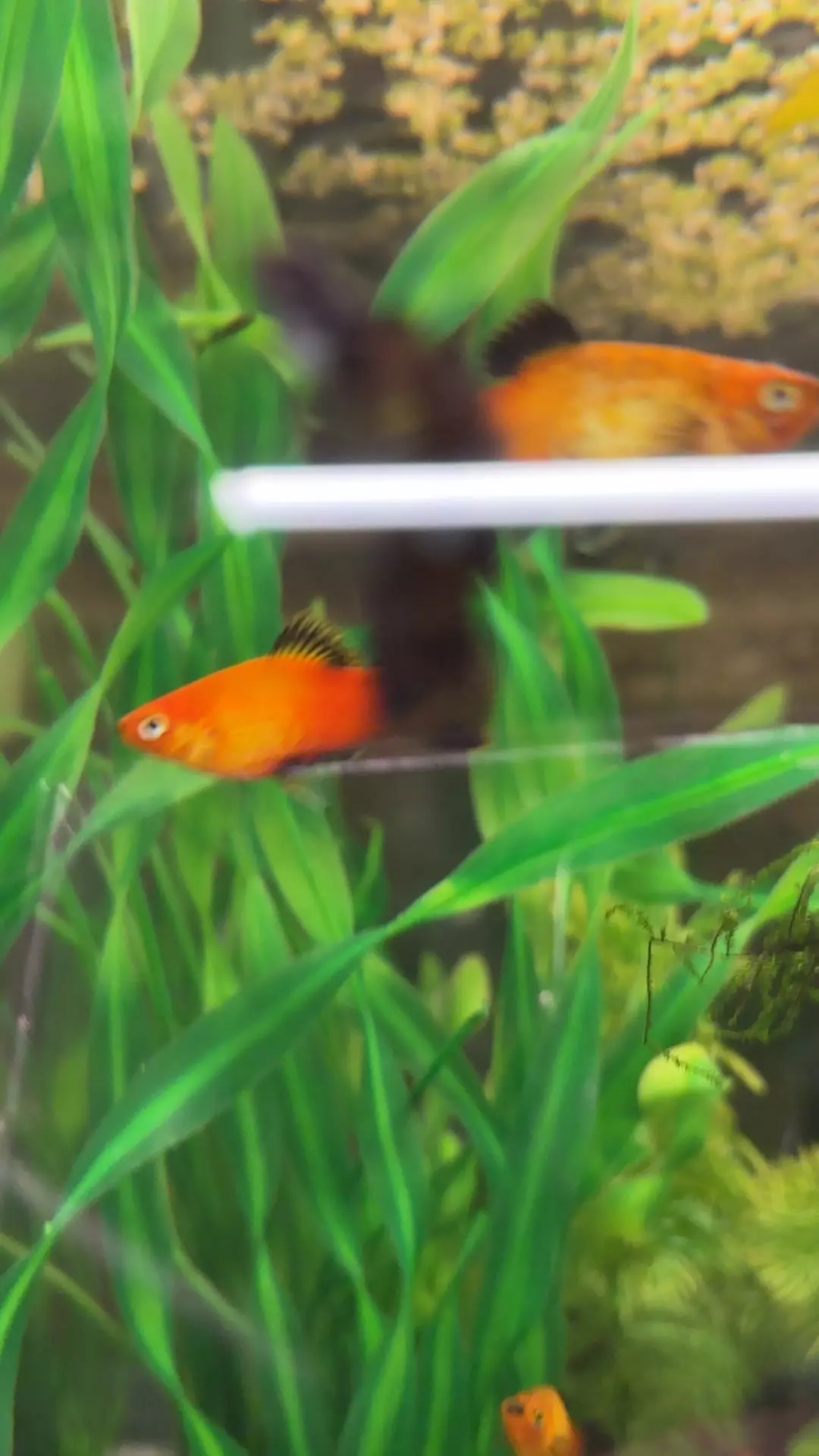 wag platy thumbnail