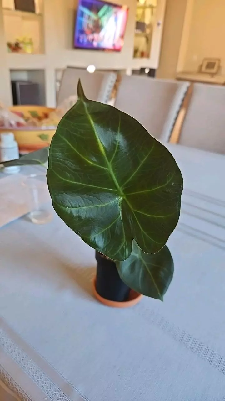 Alocasia Regal Shield thumbnail